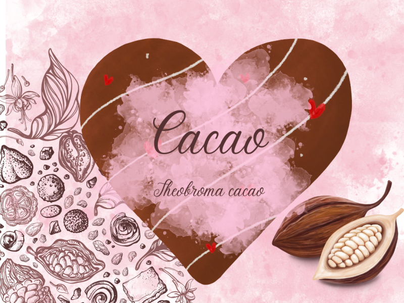 Cacao, the magical herb of the month ✨